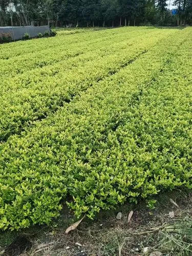 室外景观绿化工程造价标准